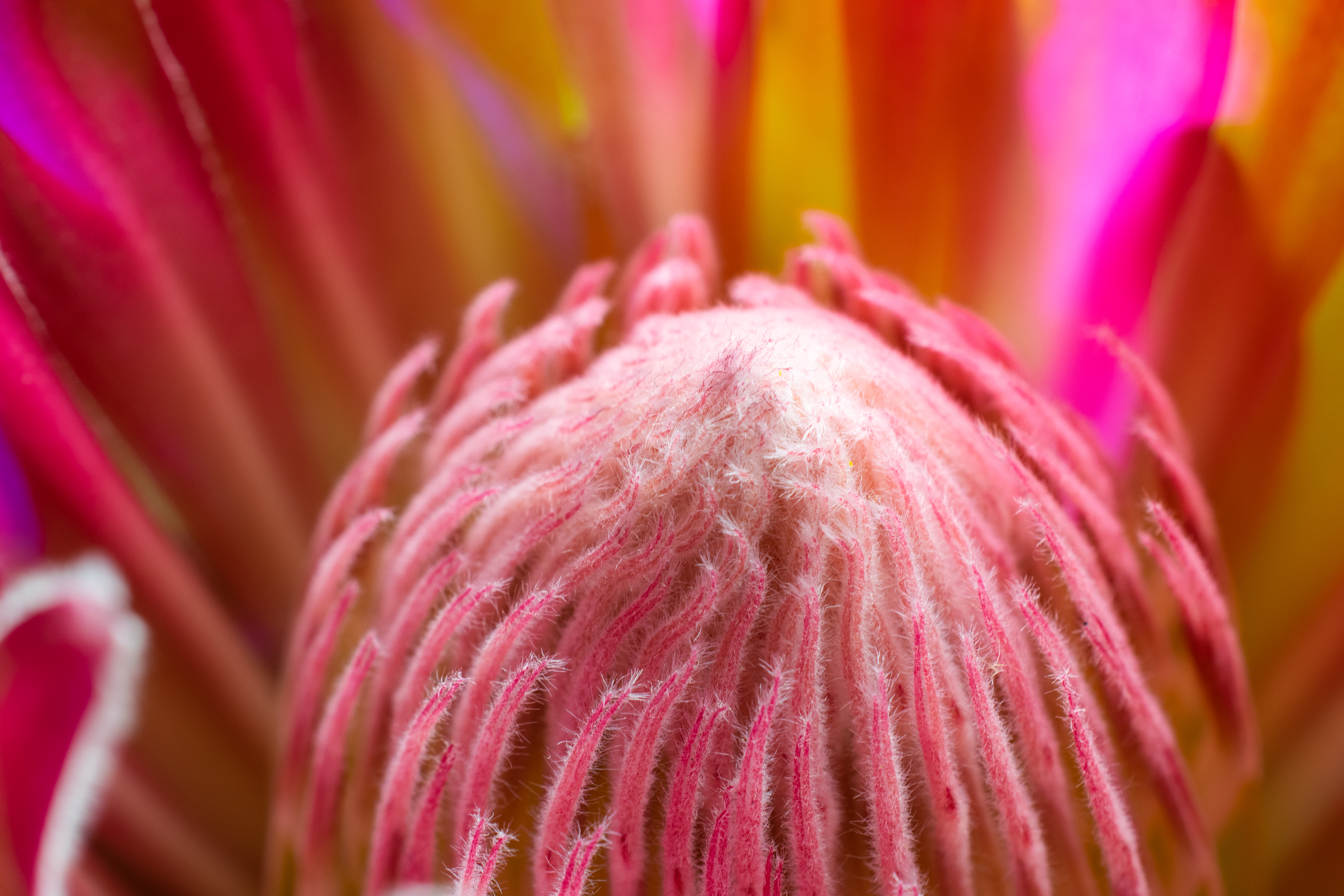 A macro photo of a protea flower